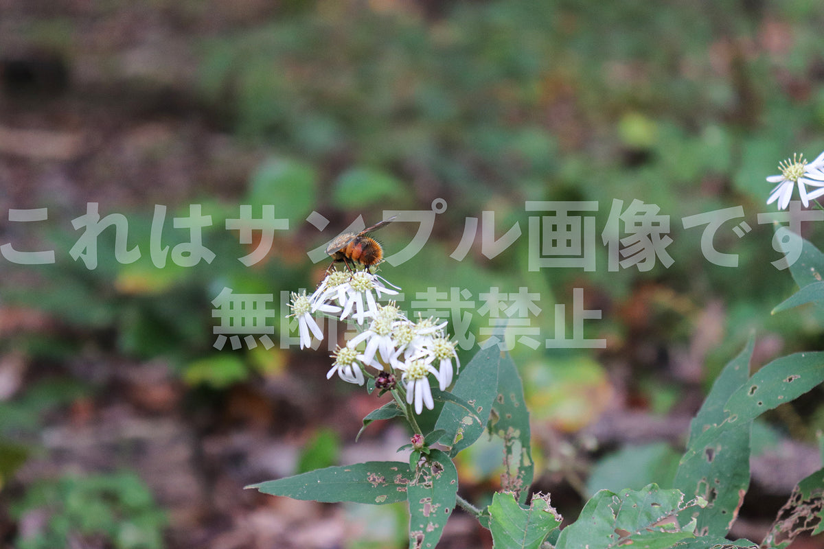白い花_4