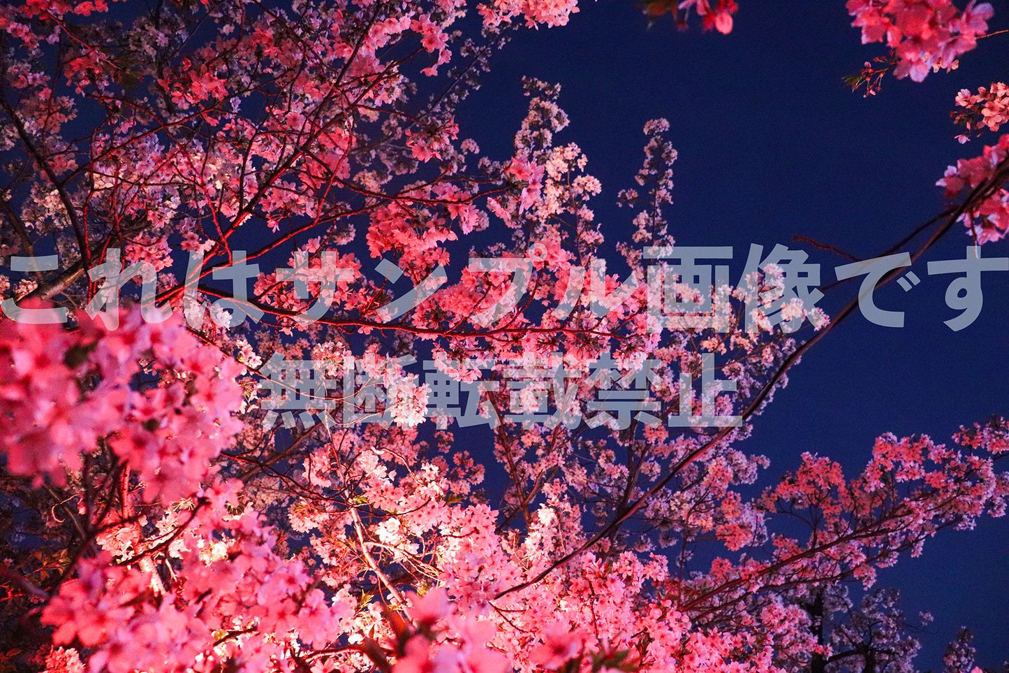 Sakura_2