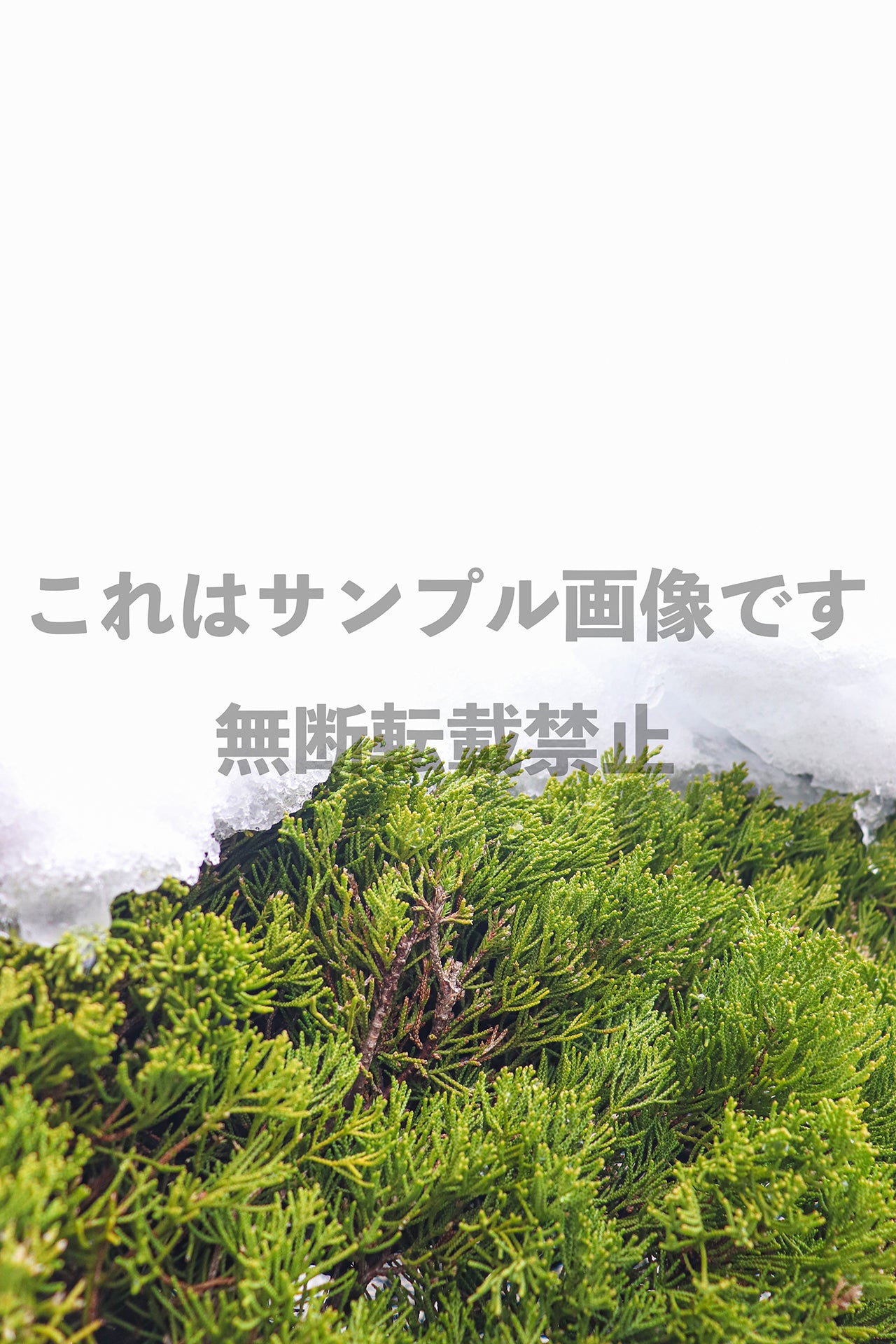 Snow and Green_1