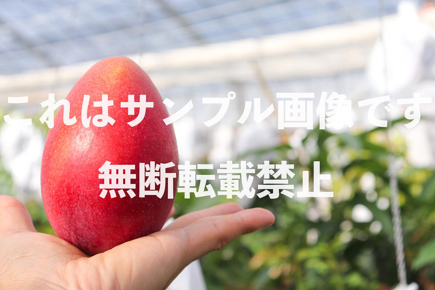 Mango_1