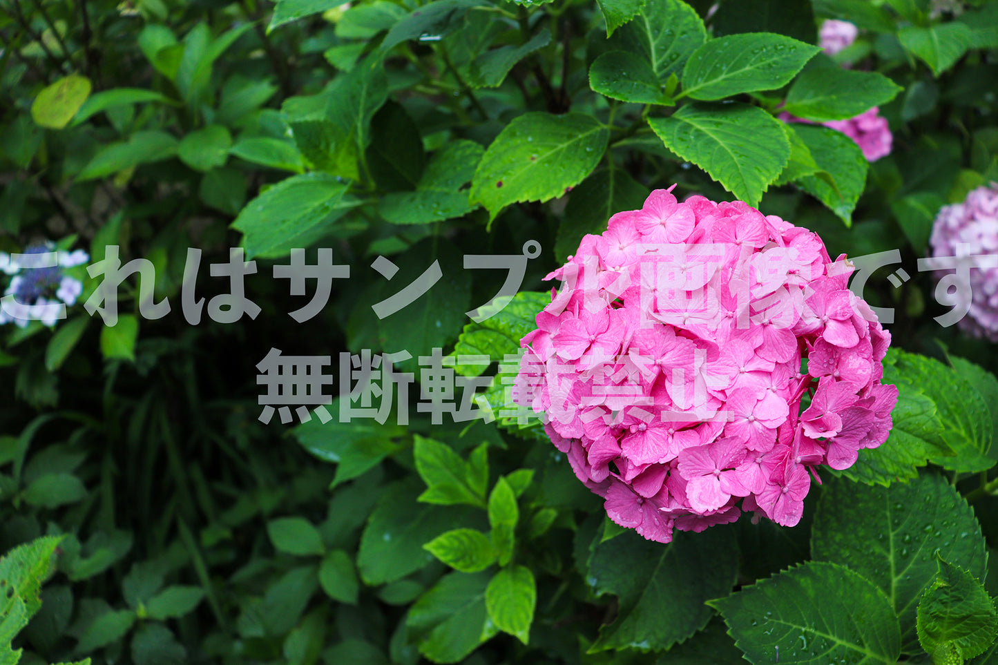 Hydrangea_1