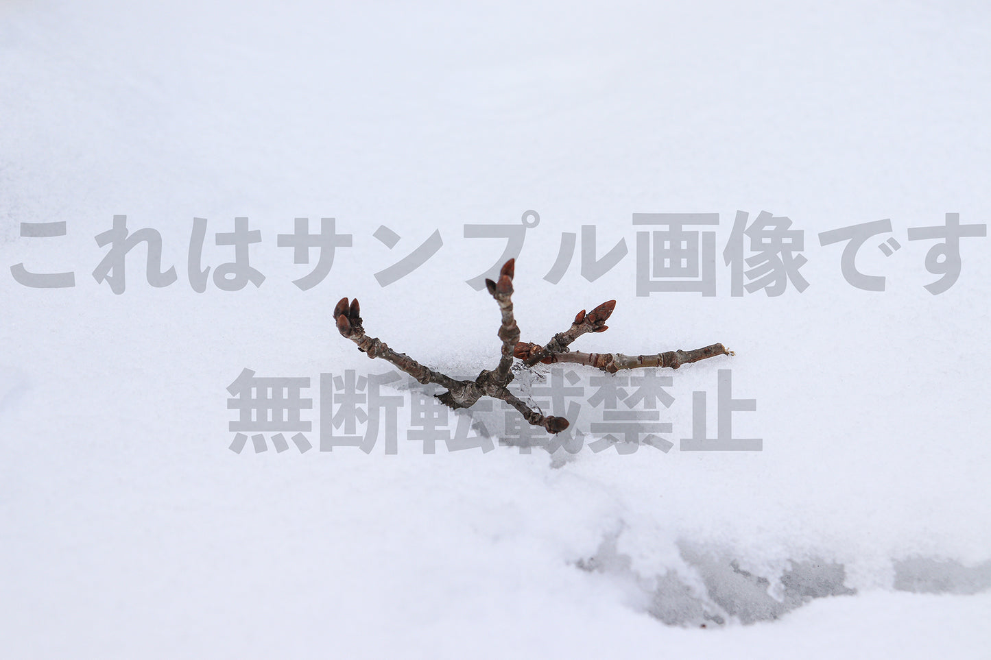Winter Buds_1