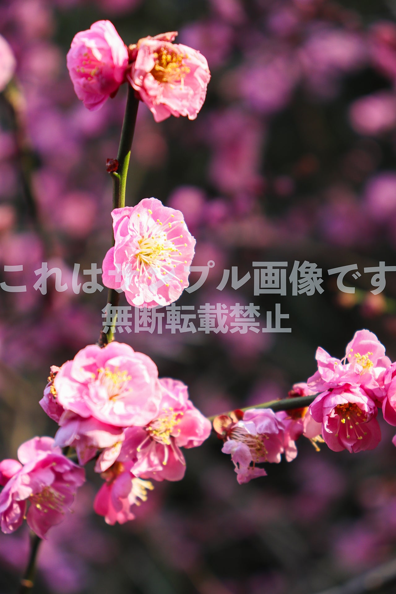 Plum blossom_1