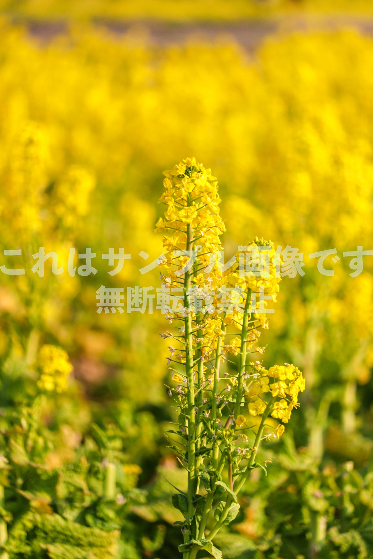 Rapeseed flower_1