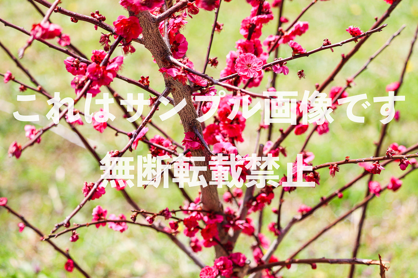 Plum Blossom_2