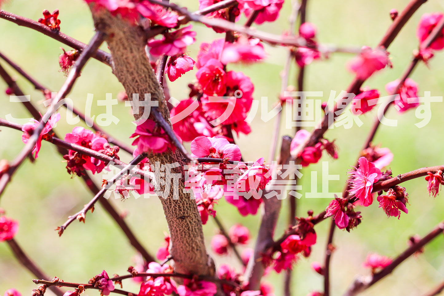 Plum blossoms_3