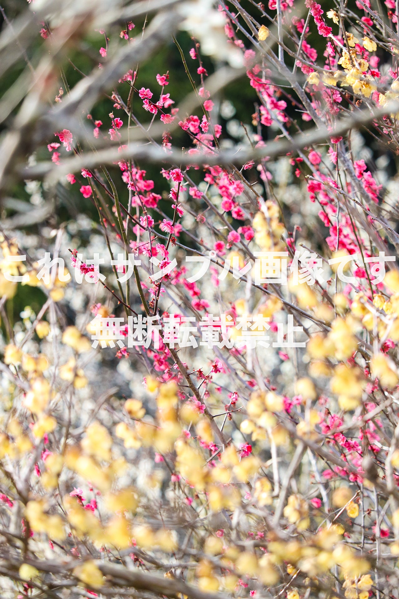 Plum blossoms_4