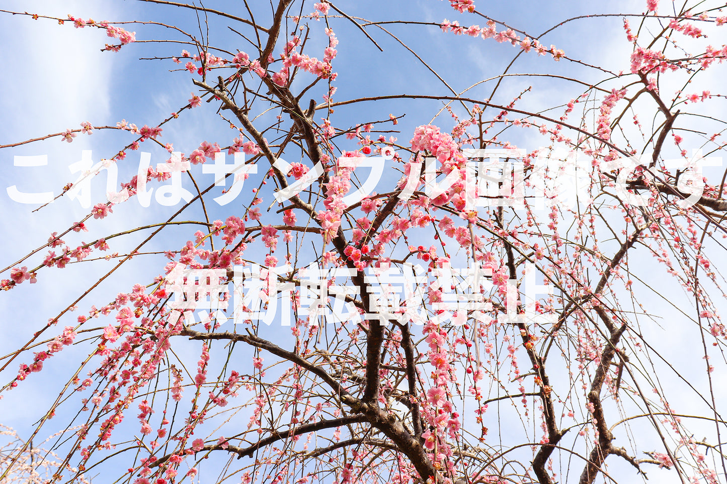 Weeping Plum_5