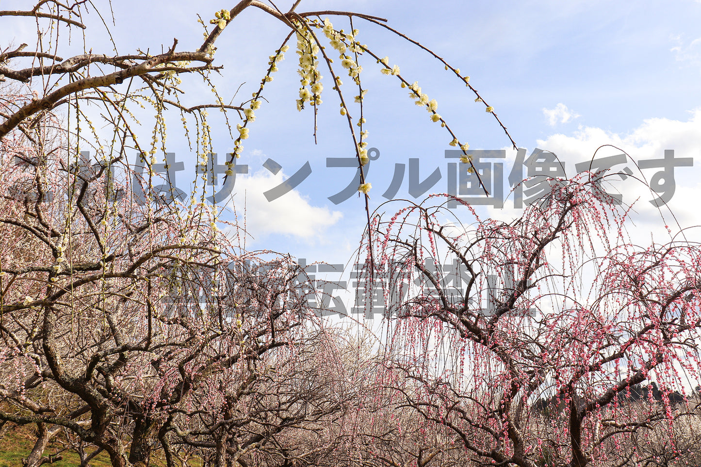 Weeping plum_6