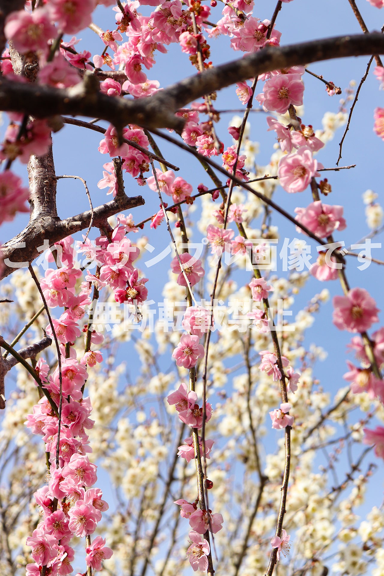 Weeping Plum_9