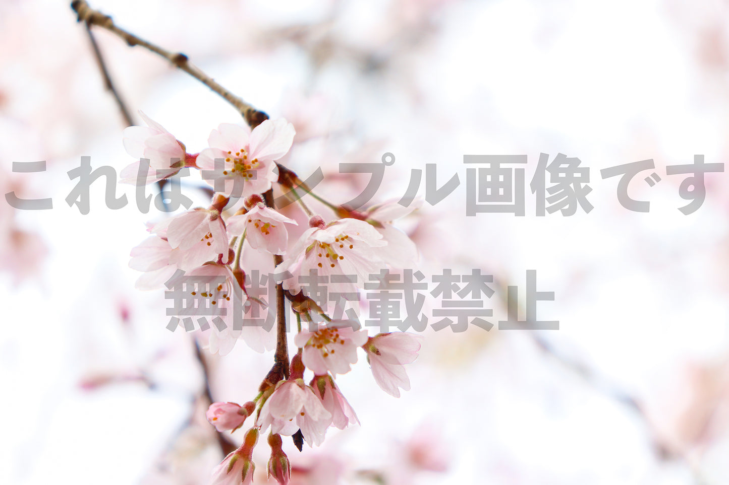 Cherry blossom_1