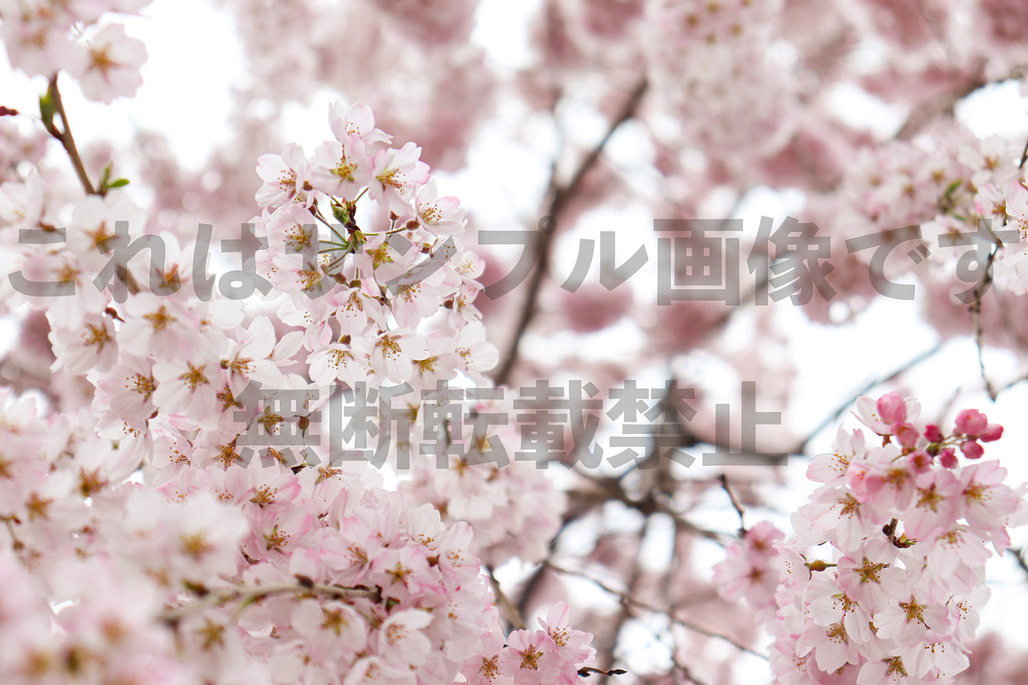 Plum blossom_1