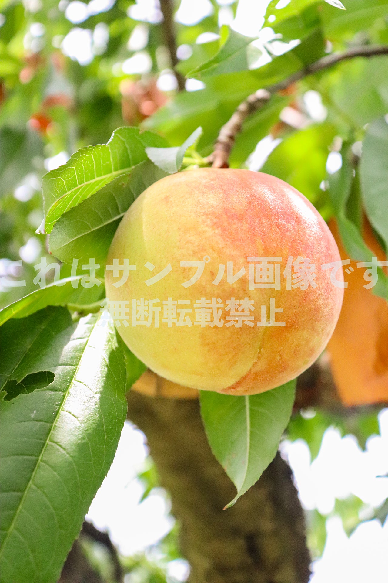 Peach_1