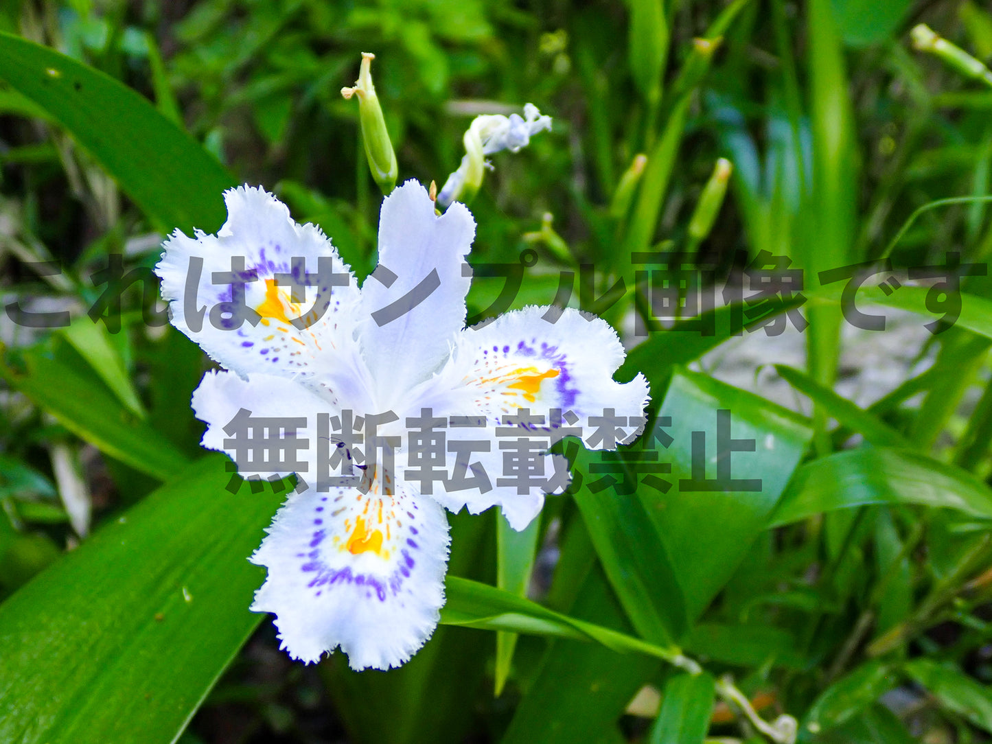 White Flower_1