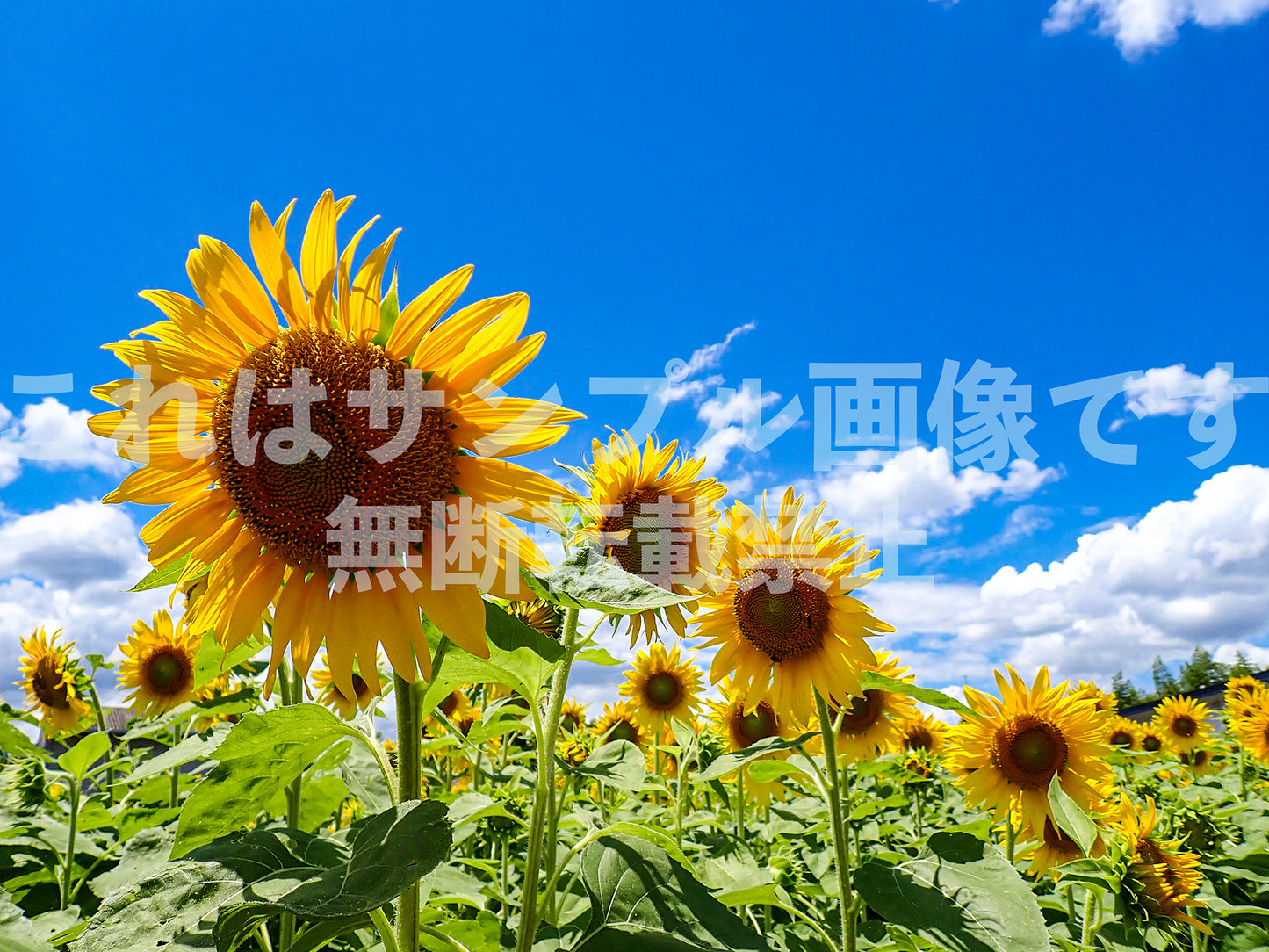 Sunflower_1