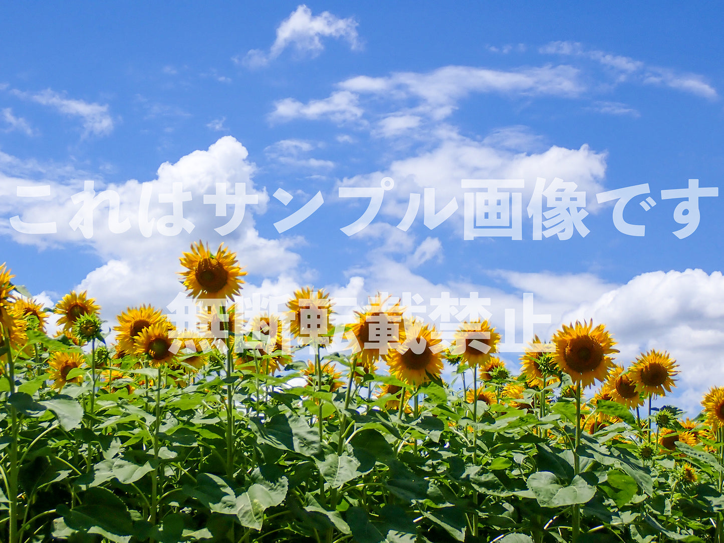 Sunflower_2