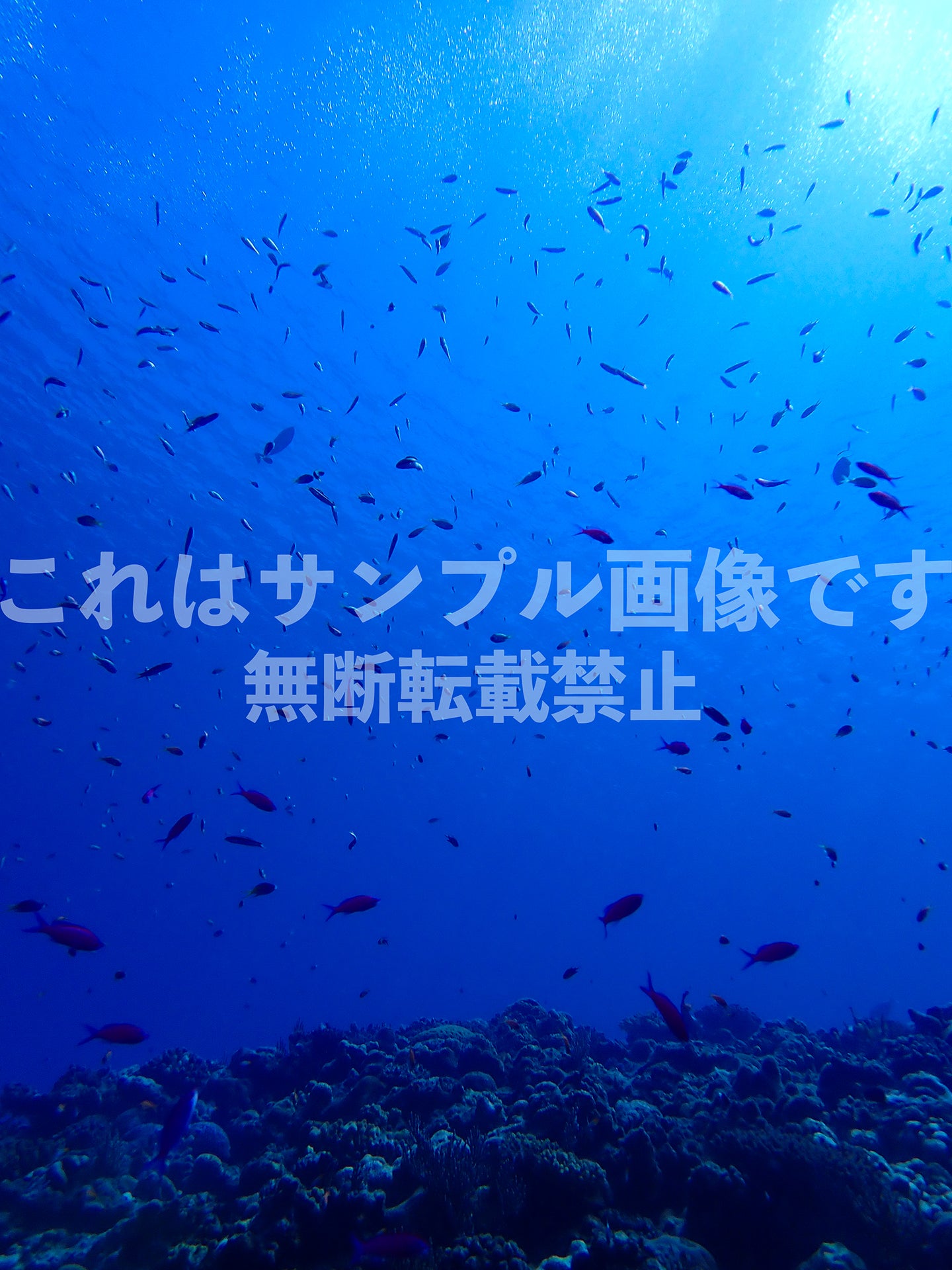 魚群_9
