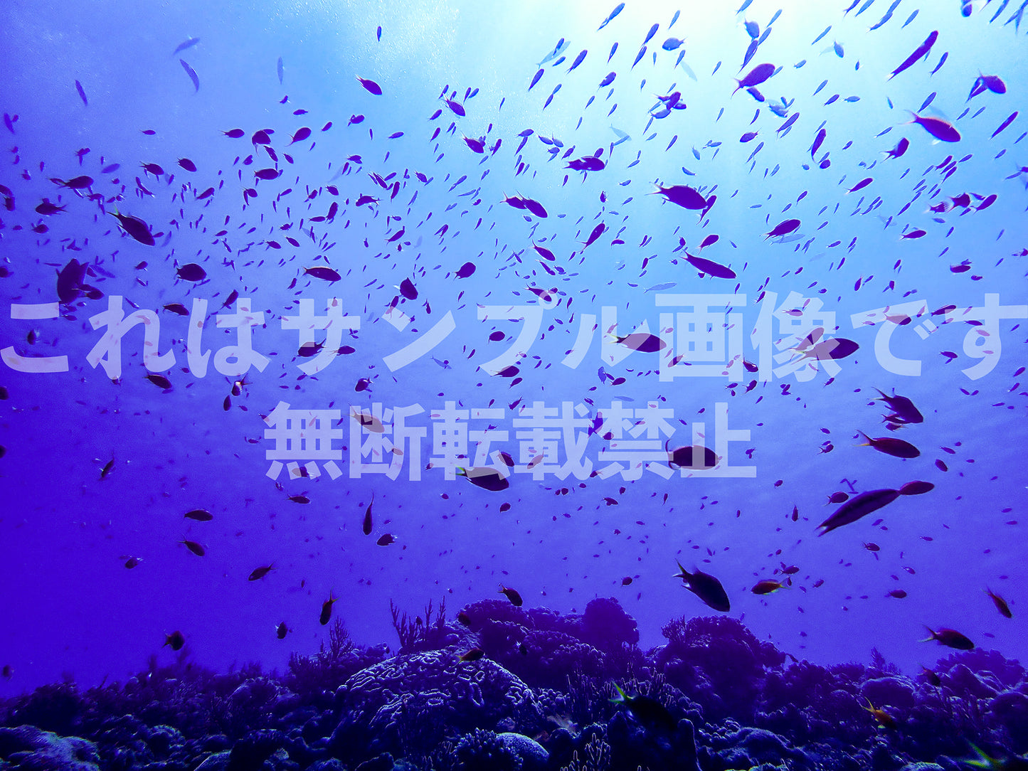 Fish School_1