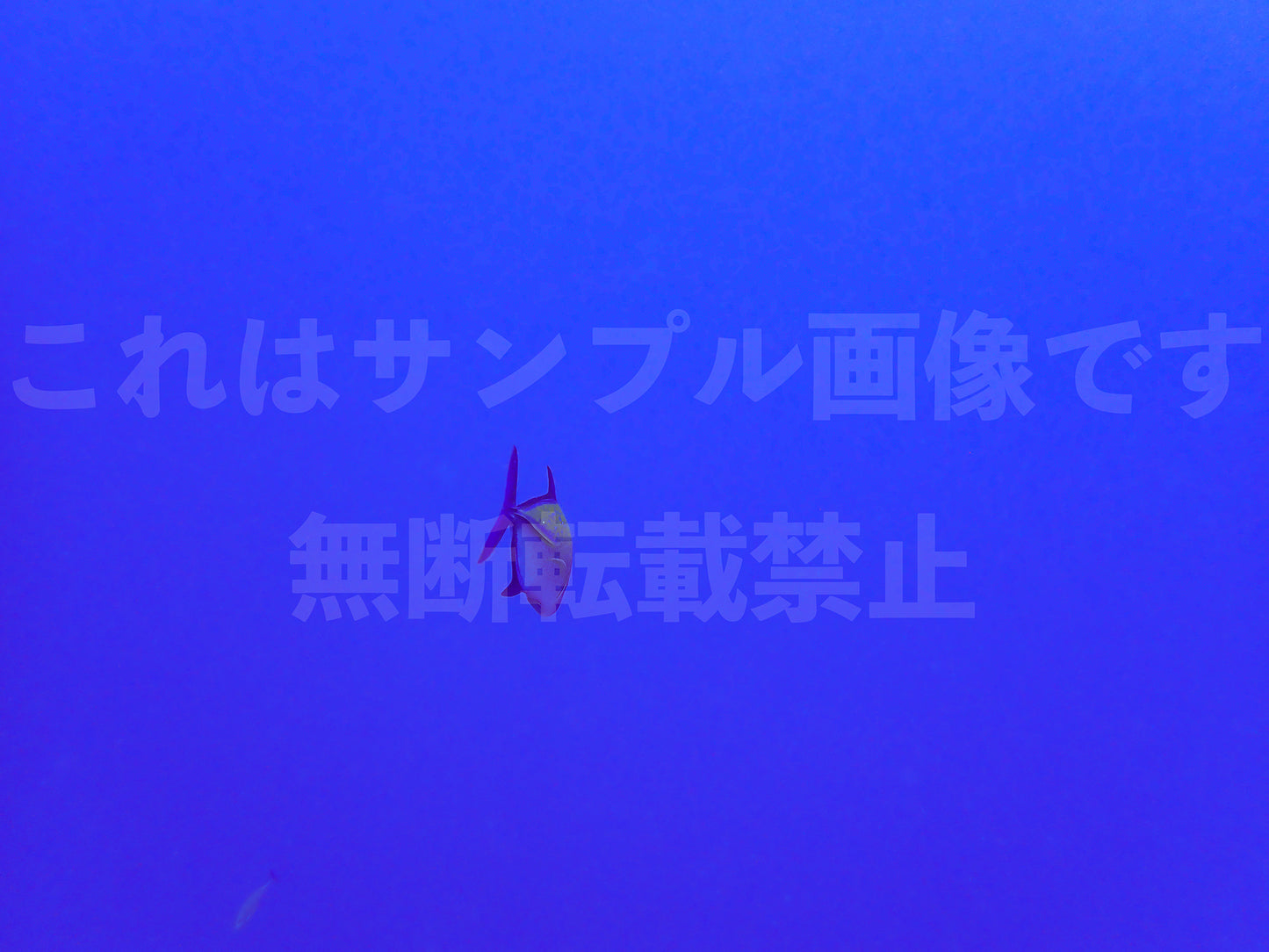 Fish_1
