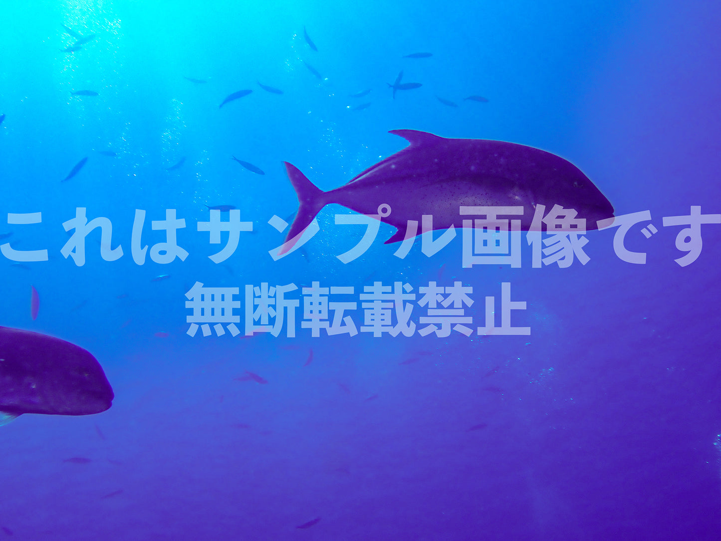 Large fish_1