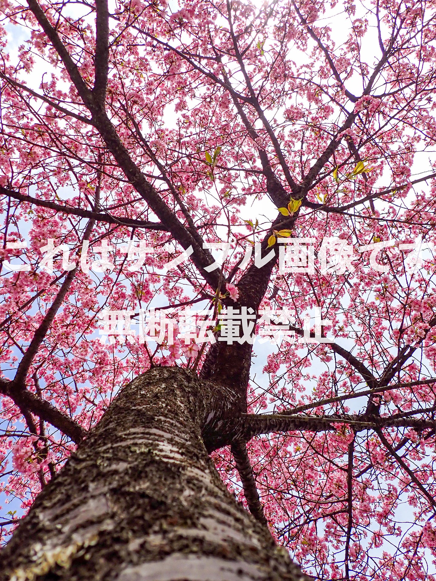 桜_53