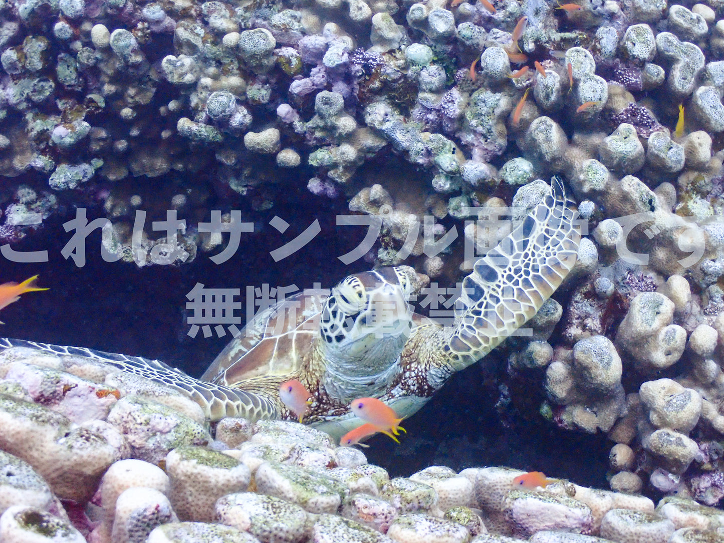 ウミガメ_5
