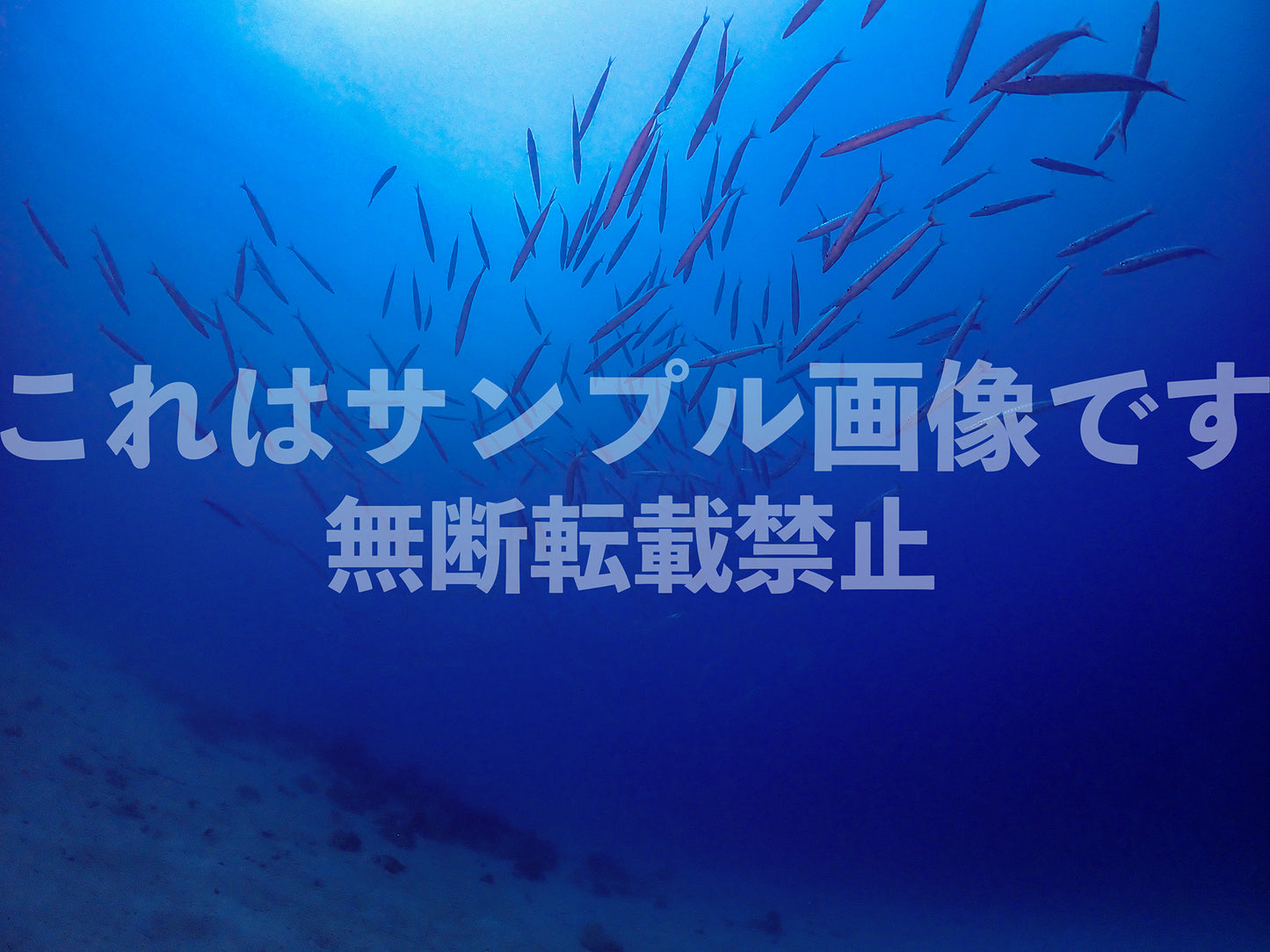 Shoal_4