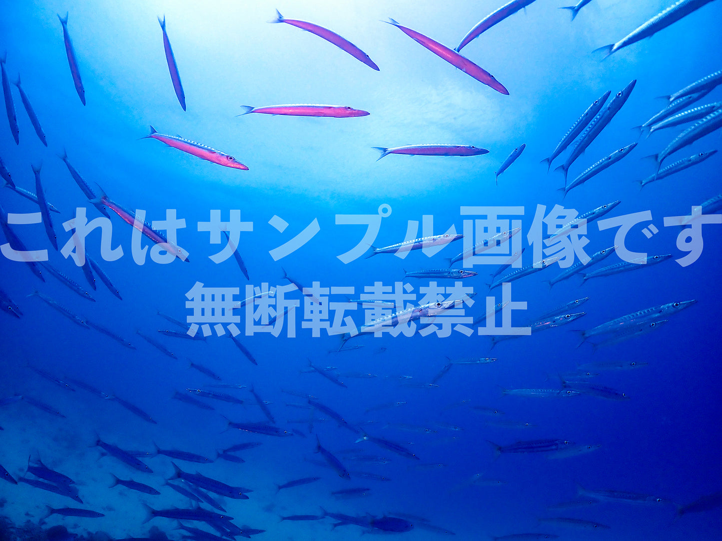 School of Fish_5
