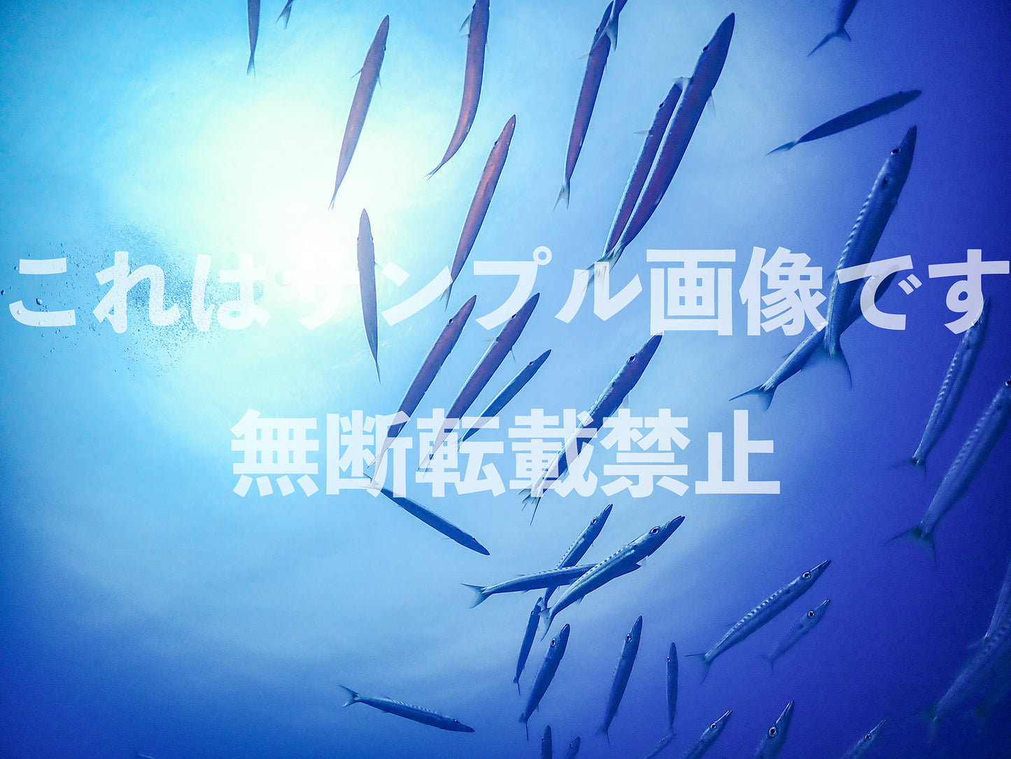 Fish_6