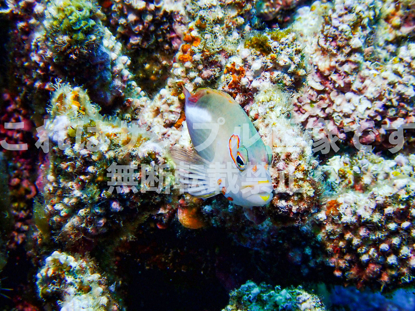 魚_2