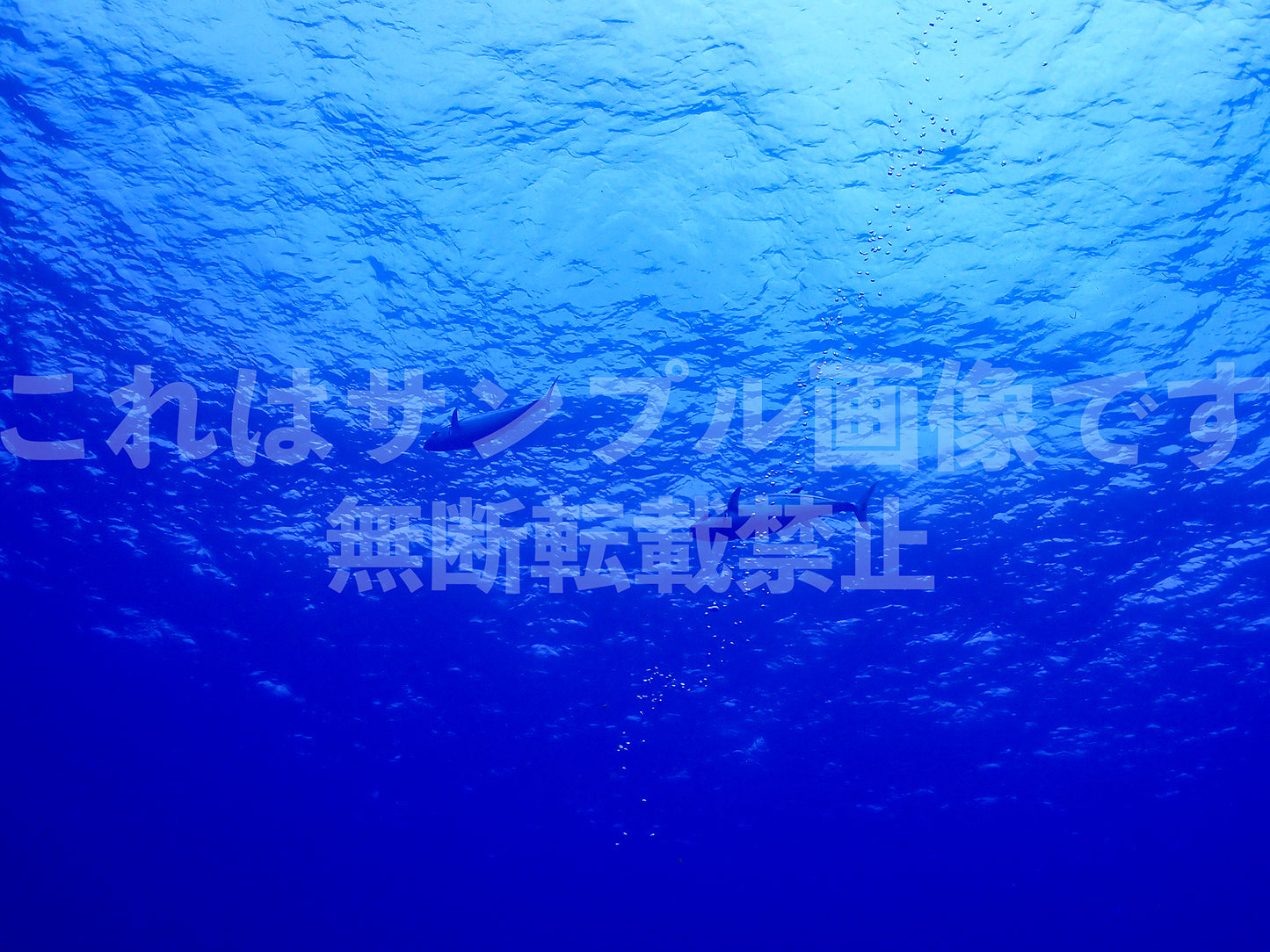 魚_11