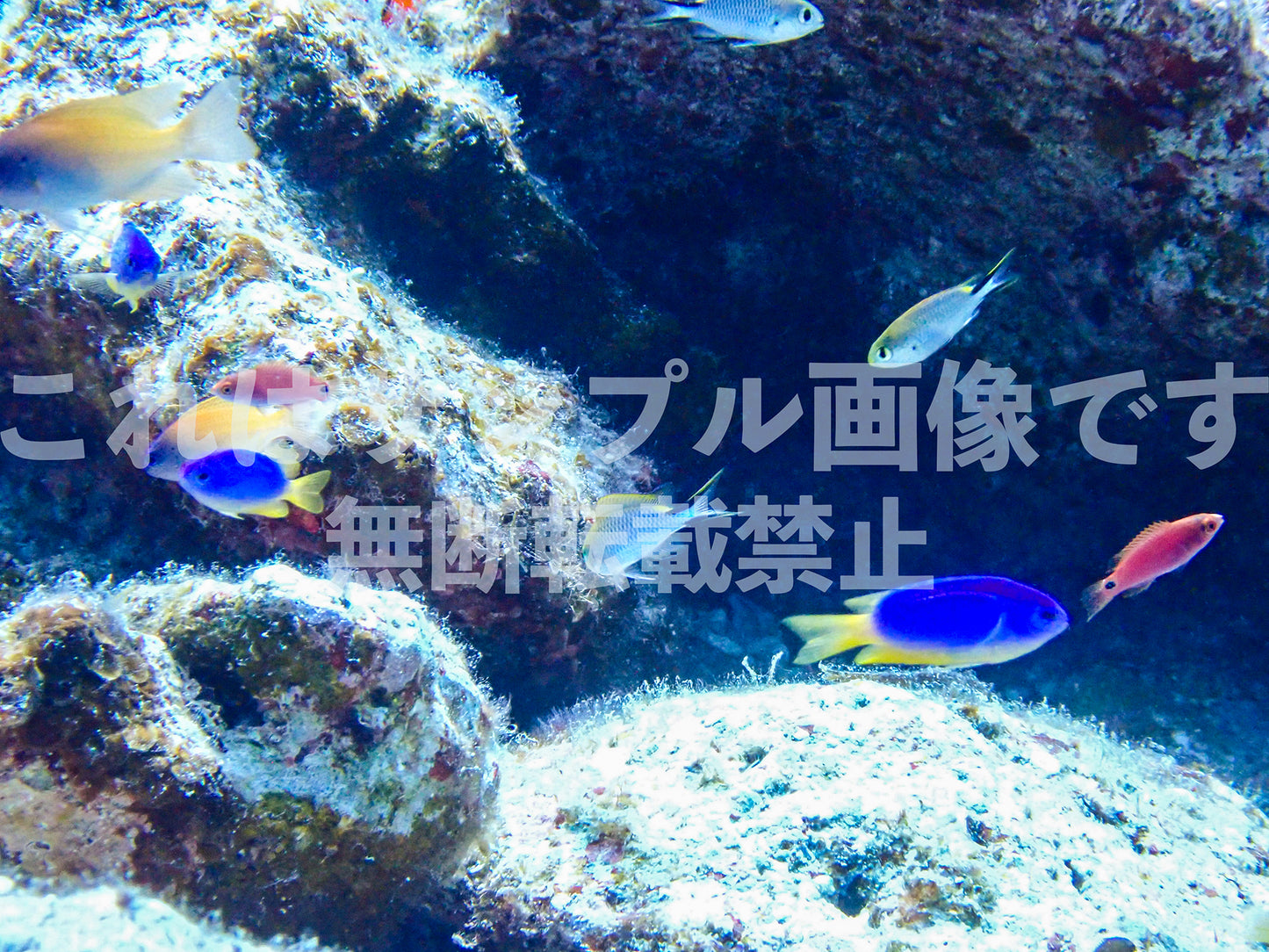 Fish_3