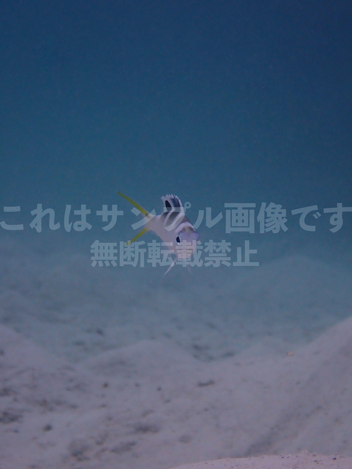 Tropical Fish_1