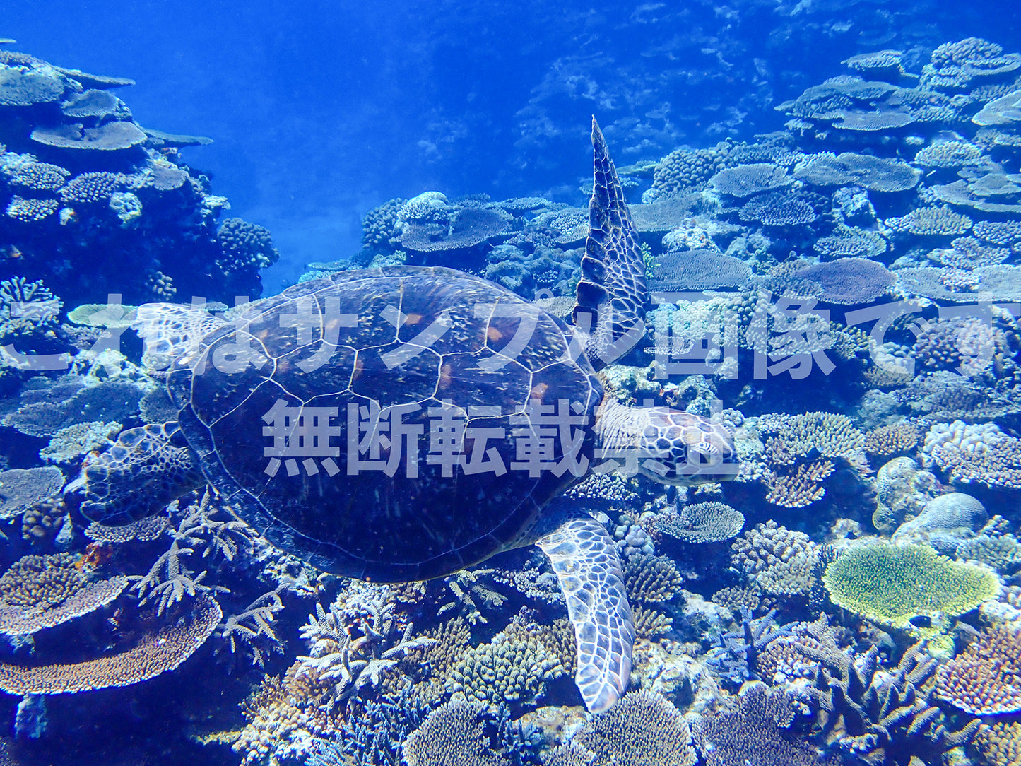 Sea turtle_6