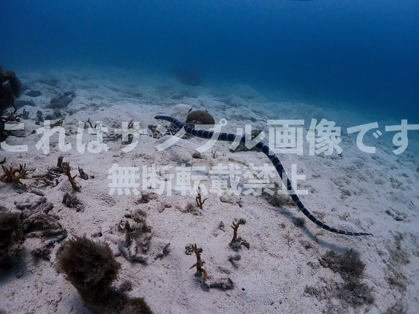 Sea snakes_1