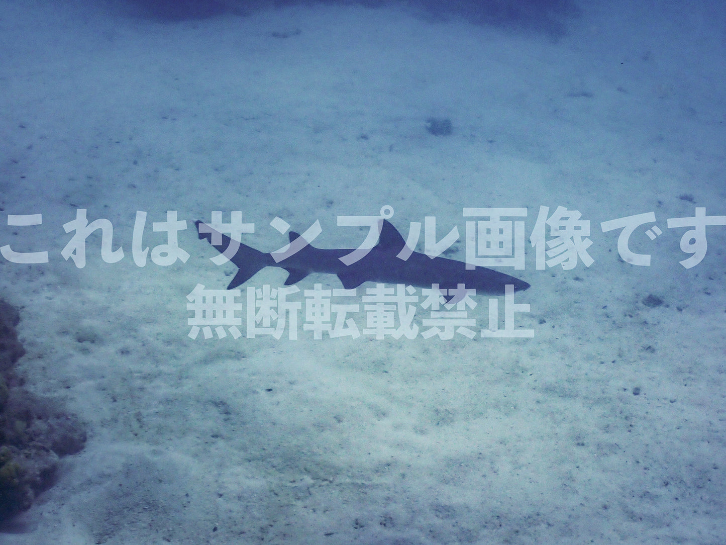 Shark_6