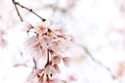 素材写真館、ついにオープン