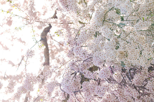 「あの桜色」を写真で再現