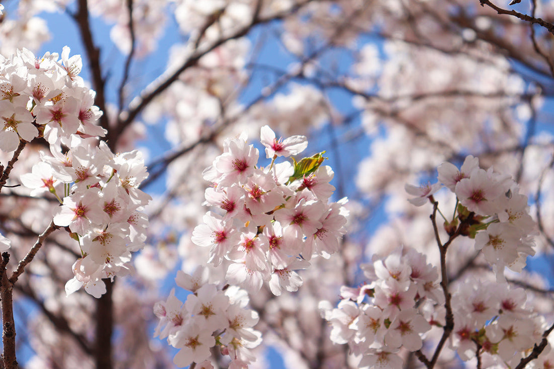 日本人の心を象徴する桜