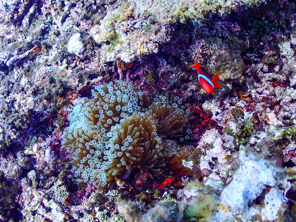 サンゴ礁の熱帯魚1
