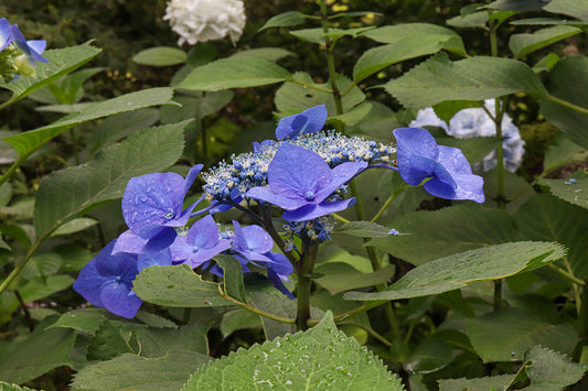 雨上がりの紫陽花