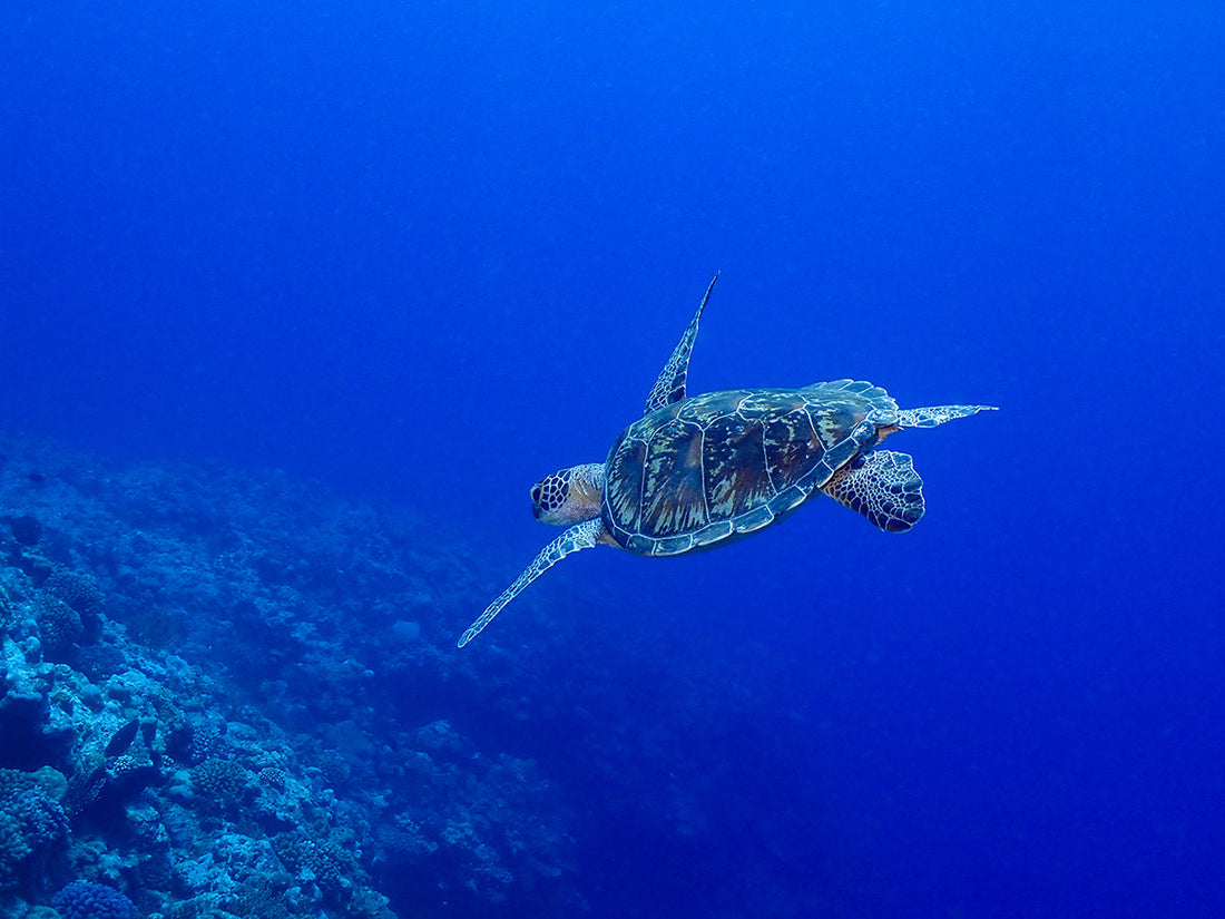 海を舞うウミガメ