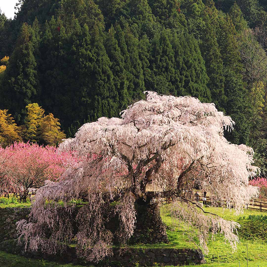 春の素材写真｜写真家 万水