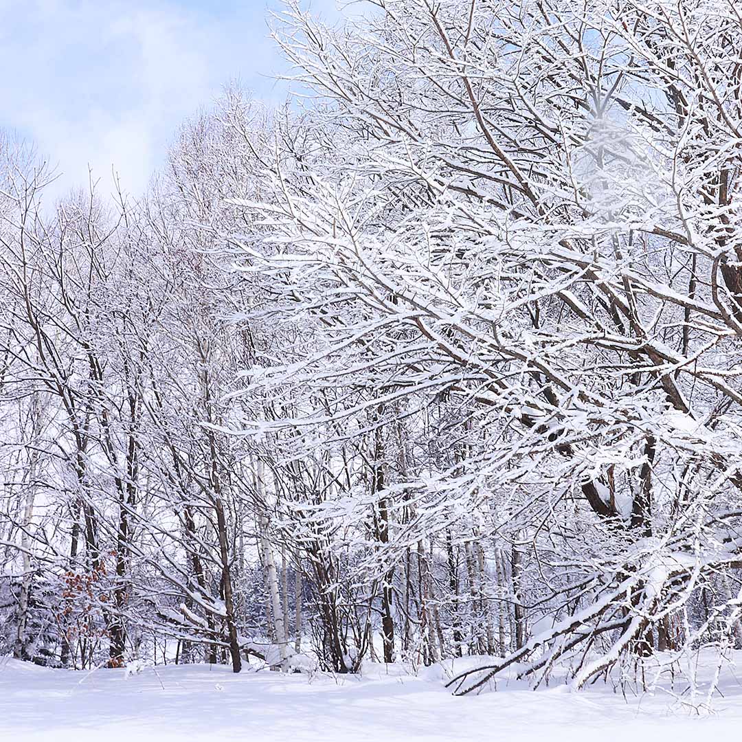 冬の素材写真｜写真家 万水
