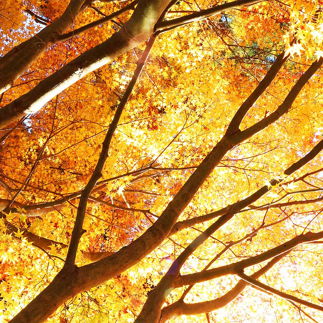 秋の素材写真｜写真家 万水
