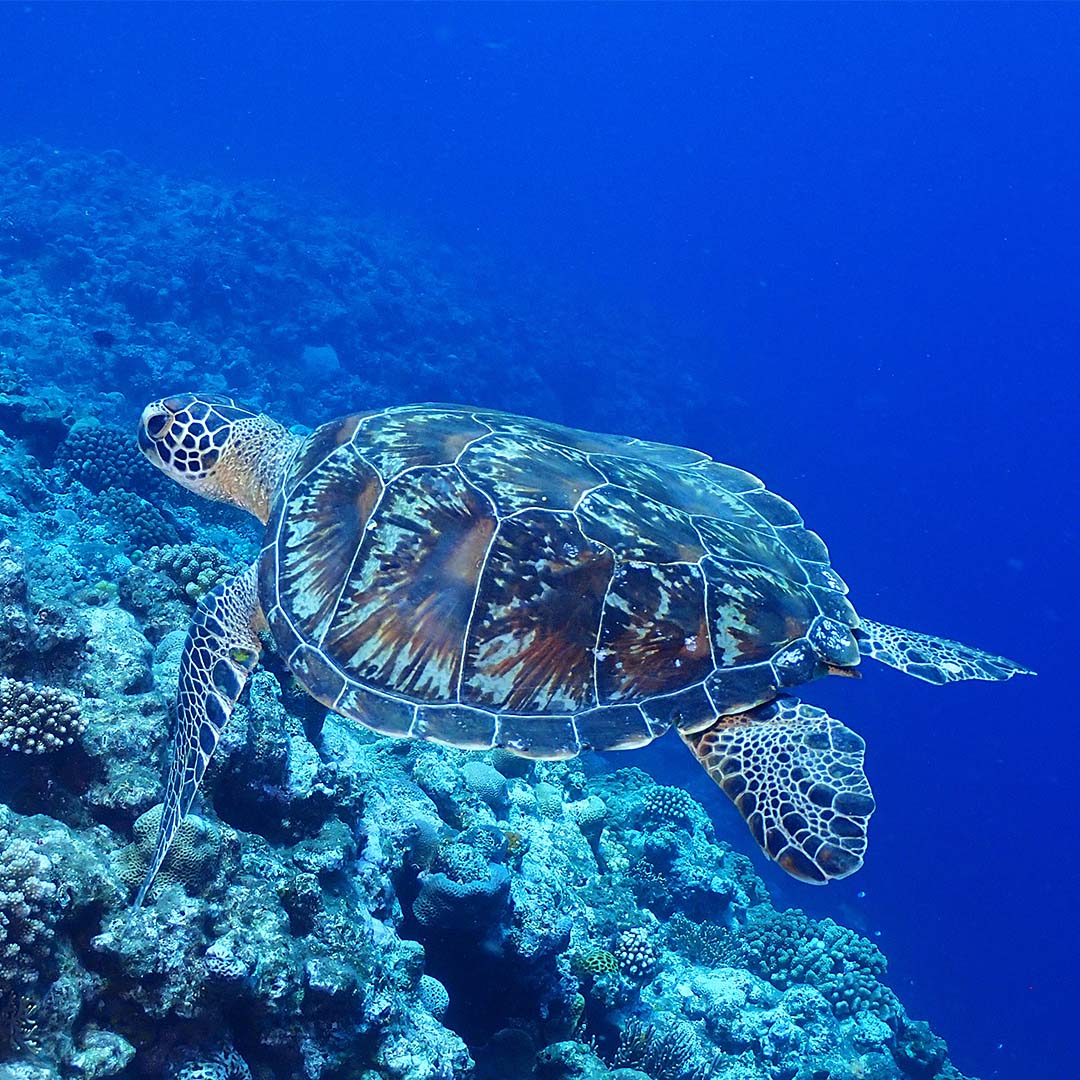 海の中の素材写真｜写真家 万水