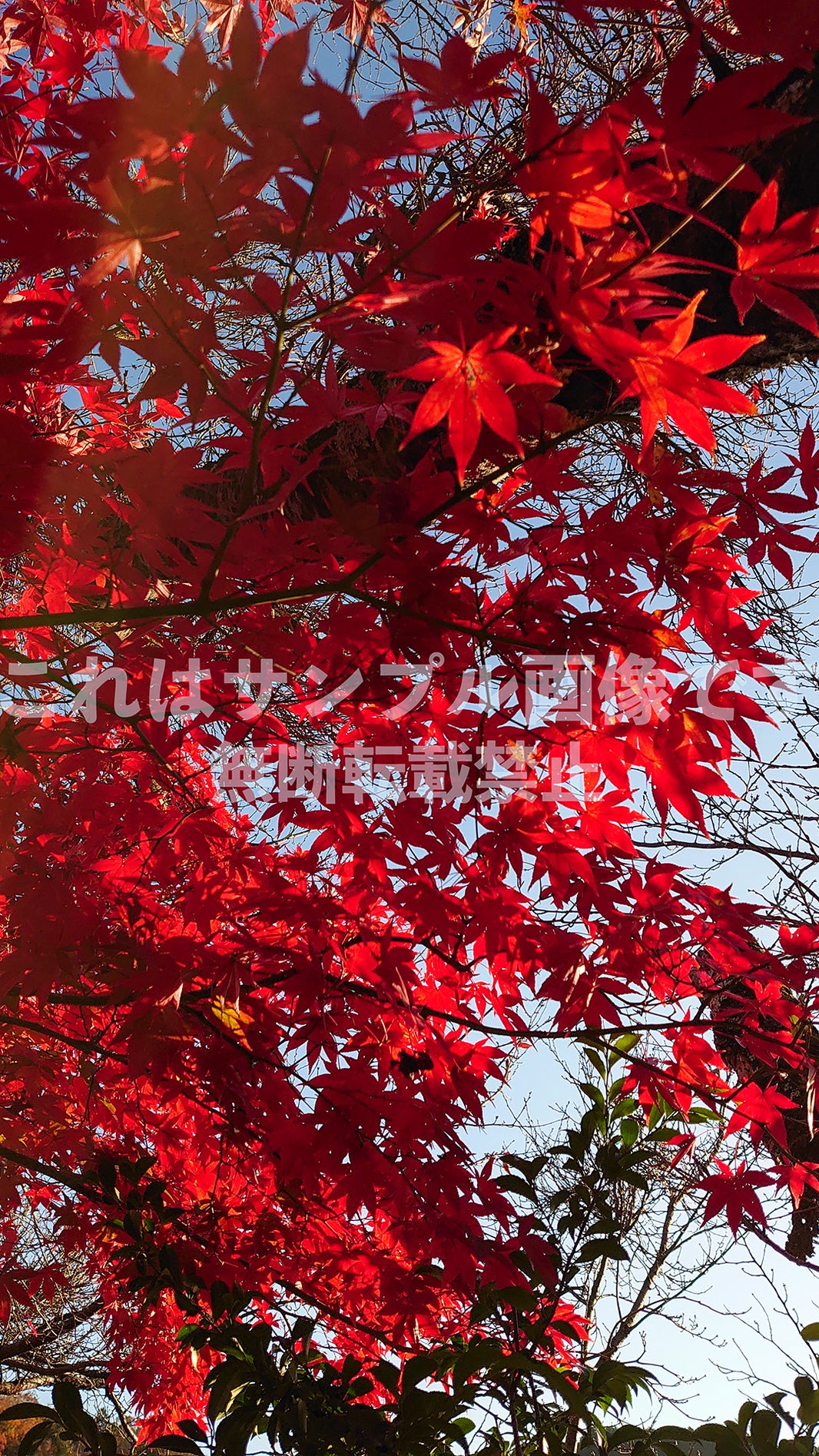 紅葉_7