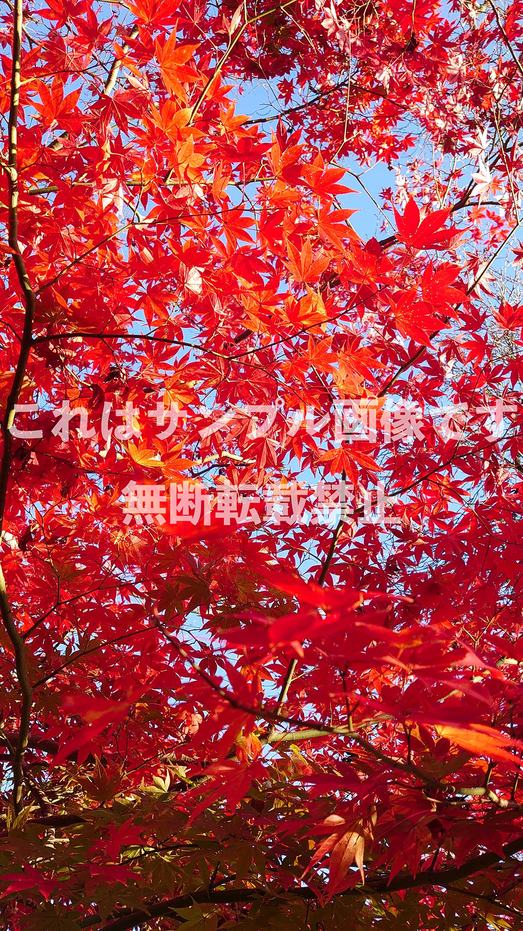 紅葉_8