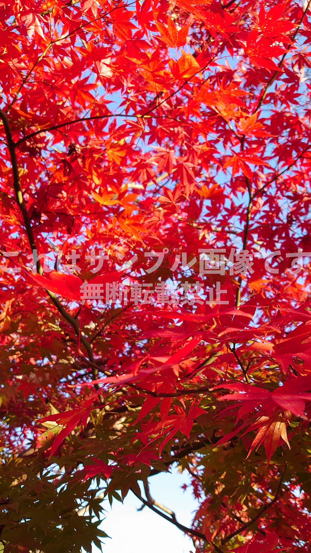 紅葉_9