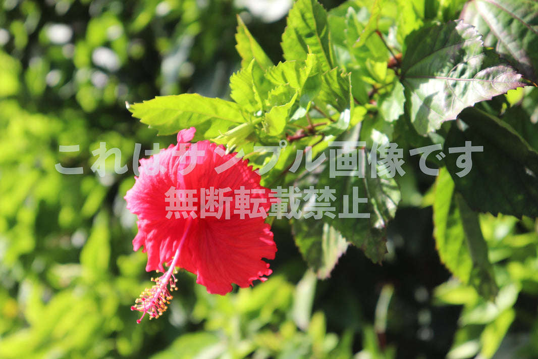 赤いハイビスカス_1